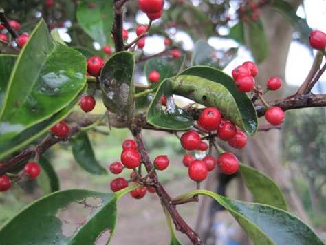 e382afe383ade382ace3838de383a2e38381e5ae9f