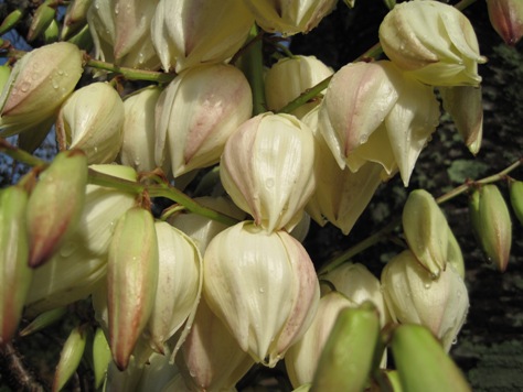 e383aae383a5e382a6e382bce38384e88ab1