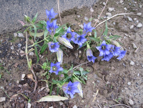 e383aae383b3e38389e382a6 e383aae383b3e38389e382a6