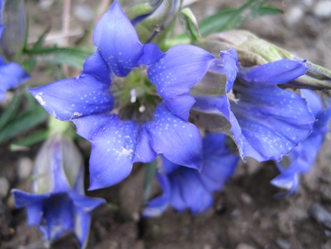 e383aae383b3e38389e382a6e88ab1 e383aae383b3e38389e382a6e88ab1