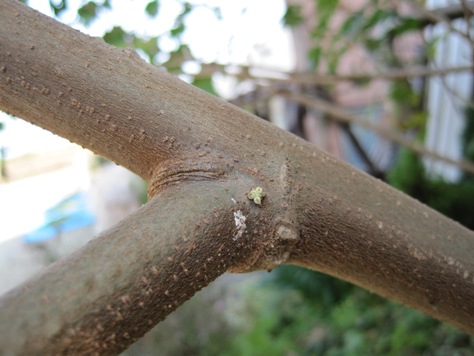 e38395e383a8e382a6e381aee5b9b9 e38395e383a8e382a6e381aee5b9b9