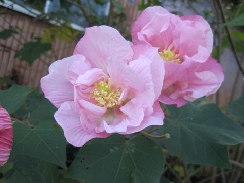 e38395e383a8e382a6e88ab1 e38395e383a8e382a6e88ab1