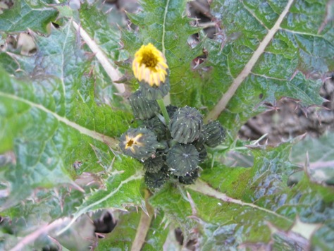 e382aae3838be3838ee382b2e382b7e88ab1