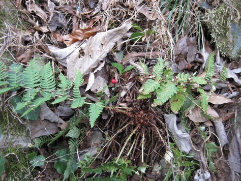 e383a4e38396e382b3e382a6e382b8