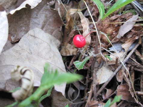 e383a4e38396e382b3e382a6e382b8e5ae9f