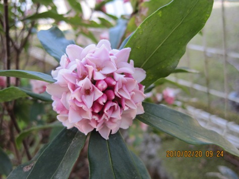 e382b8e383b3e38381e383a7e382a6e382b2e88ab1