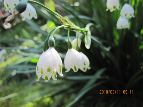 e382b9e3838ee383bce38395e383ace383bce382afe88ab1