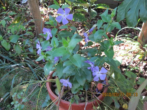 e38384e383abe3838be38381e3838be38381e382bde382a6