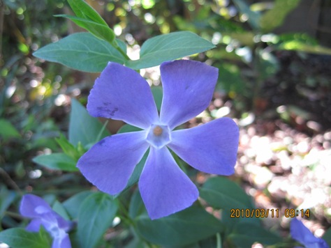 e38384e383abe3838be38381e3838be38381e88ab1