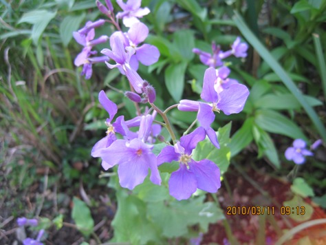 e88ab1e38380e382a4e382b3e383b3e88ab1