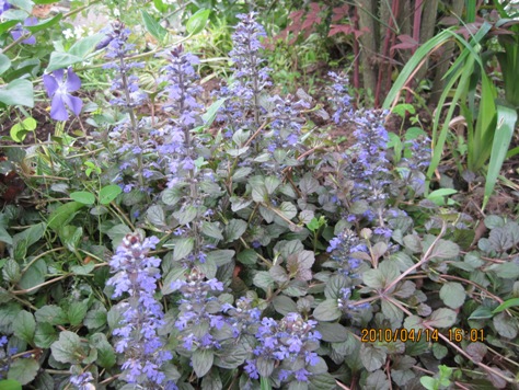 e382a2e382b8e383a5e382ac