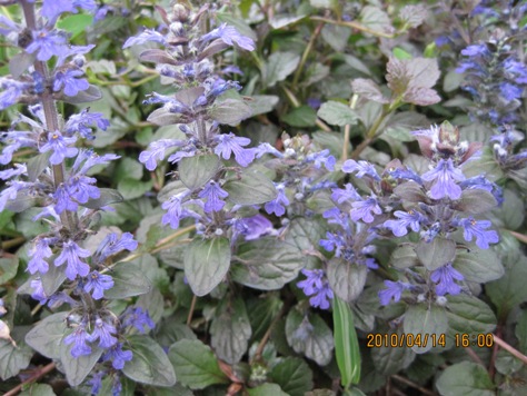 e382a2e382b8e383a5e382ace88ab1