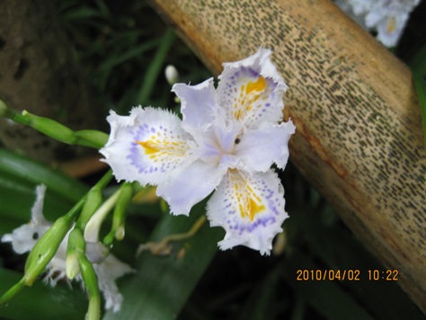 e382b7e383a3e382ace88ab1