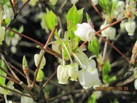 e38389e382a6e38380e383b3e38384e38384e382b8e88ab1