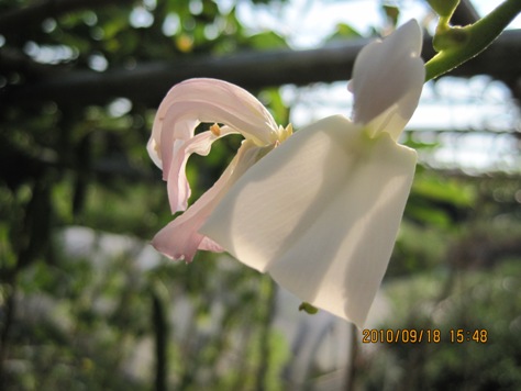 e3838ae382bfe3839ee383a1