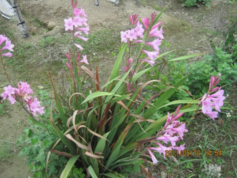 e383afe38388e382bde3838be382a2