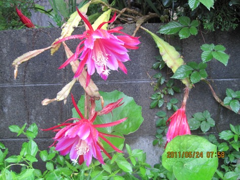 e69c88e4b88be7be8ee4baba