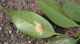 e38381e383a3e38389e382afe382ace38080e58db51