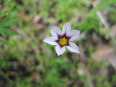 ニワゼキショウ